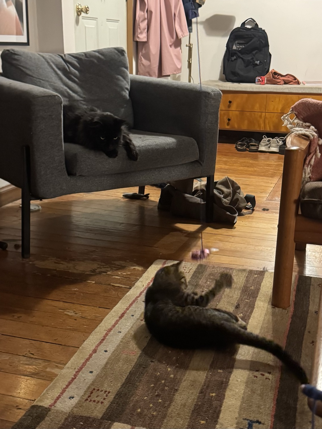The living room in the evening: Buzz, black and long-haired, settled on the arm of a grey chair watching MIDI, who is stretched out on the striped rug below with a wand toy