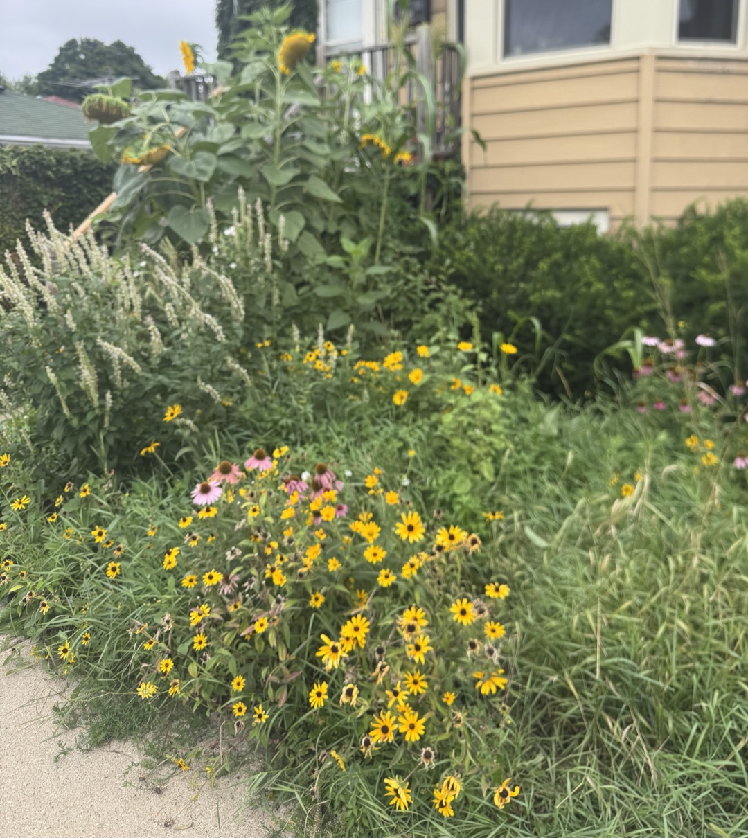 The front garden spilling over the sidewalk: a drift of black eyed susans and purple coneflowers in front, tall pale flower spikes behind them, and mammoth sunflowers standing up past the porch rail against the house