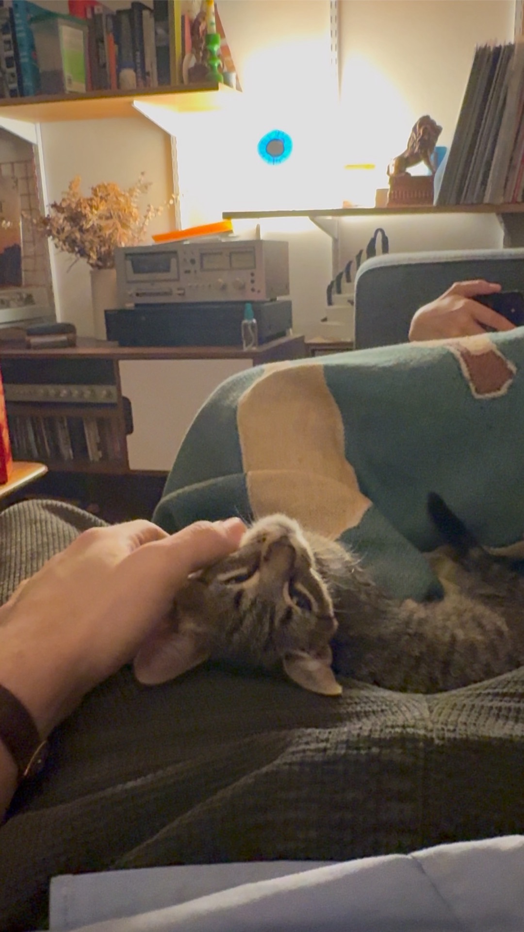 MIDI stretched out on my lap getting scratched under the chin, with the stereo and record shelves behind